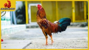 Cách làm cho gà tre dạn