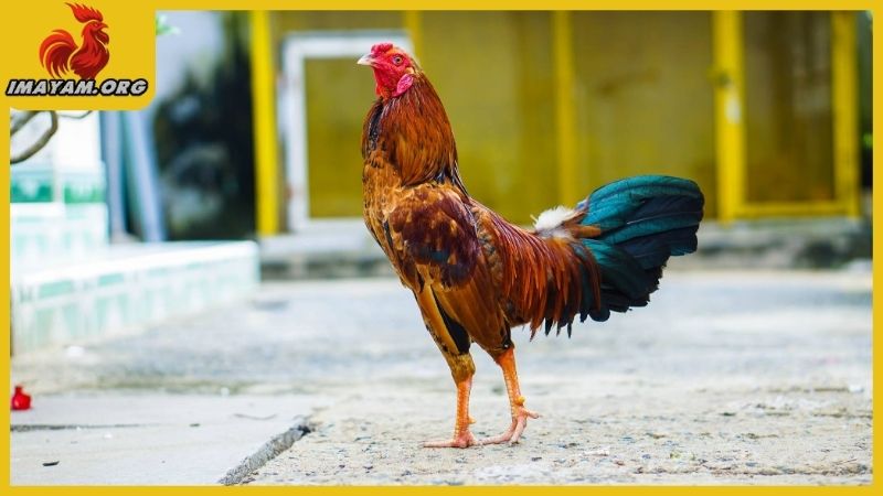 Cách làm cho gà tre dạn, máu chiến không sợ đối thủ nào 4 Cách làm cho gà tre dạn