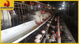 Cách làm chuồng gà đẻ trứng