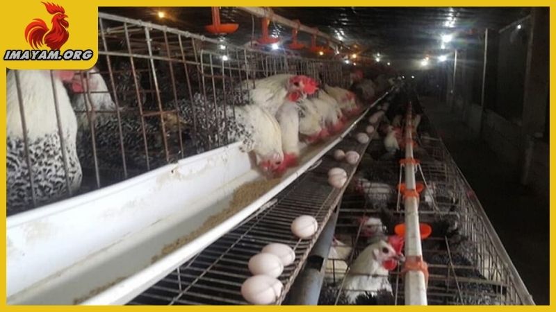 Cách làm chuồng gà đẻ trứng từ các bước đơn giản nhất 4 Cách làm chuồng gà đẻ trứng