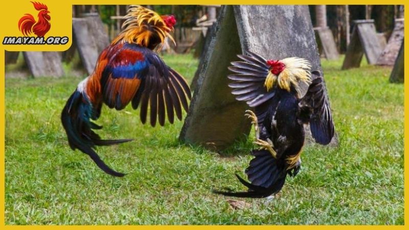 Cách xem đòn lối gà chọi