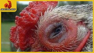 Gà bị sưng mắt có mủ