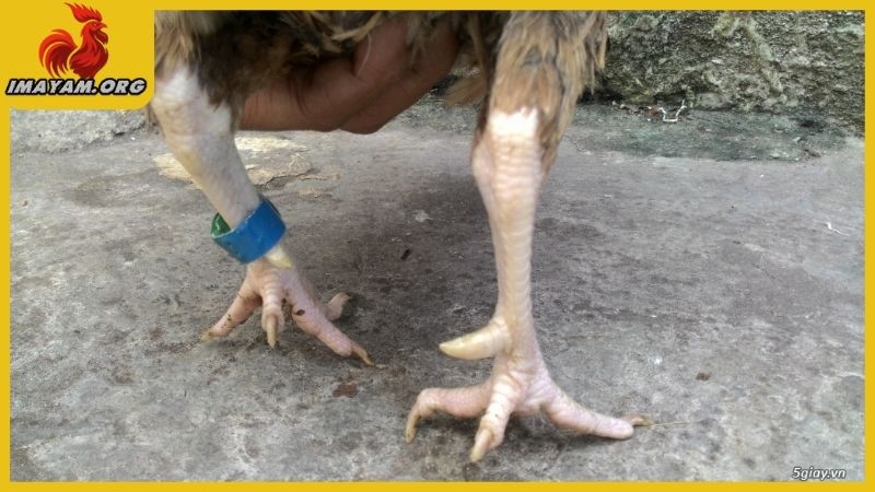 Gà mái có cựa tốt hay xấu, phong thủy tâm linh trong đá gà 5 Giải thích tình trạng gà mái có cựa tốt hay xấu trong phong thủy và tâm linh