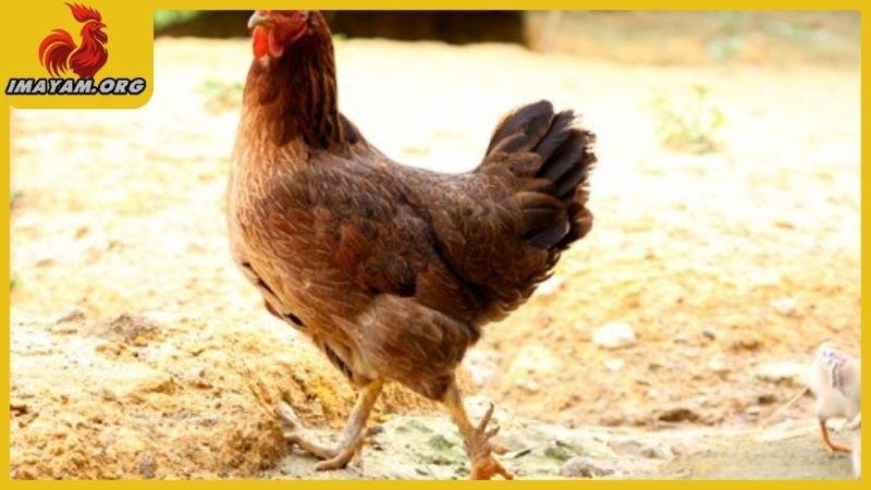 Gà mái có cựa tốt hay xấu, phong thủy tâm linh trong đá gà 6 Giải thích việc gà mái có cựa tốt hay xấu theo y khoa