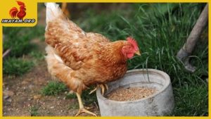 Gà mái gáy là một hiện tượng không quá xa lạ với người nuôi