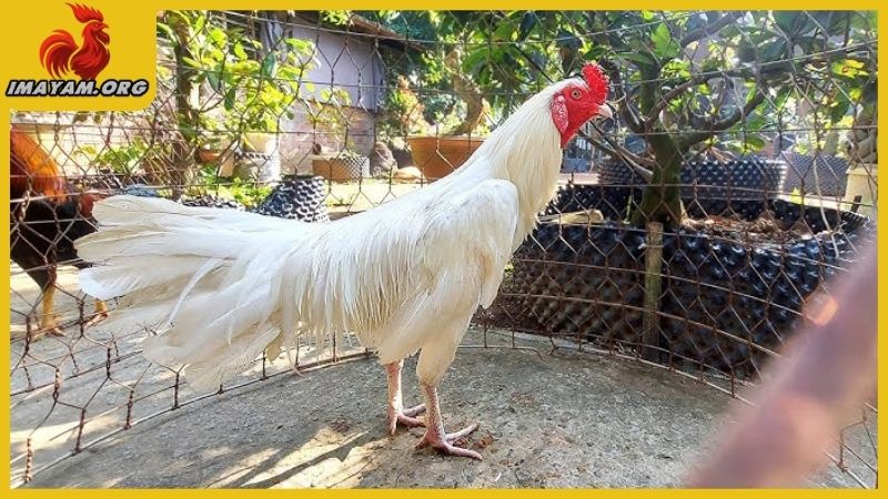 Gà nhạn chân trắng là gì, giống này đá có hay không? 3 Gà nhạn chân trắng