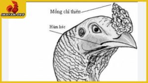 Kinh kê gà chọi