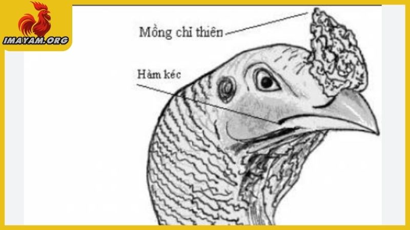 Kinh kê gà chọi - Bật mí những bí mật trong cách chơi gà đá 4 Kinh kê gà chọi