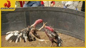 Những đòn đá chết gà