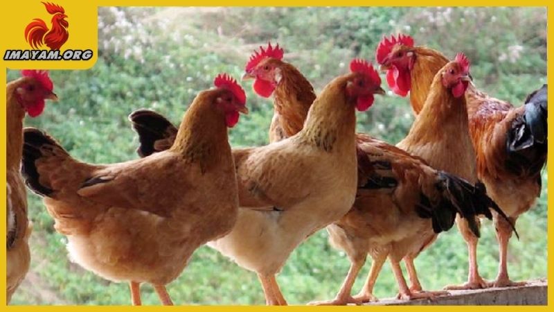 Gà mái có cựa tốt hay xấu, phong thủy tâm linh trong đá gà 7 Trong chăn nuôi thì gà mái có cựa tốt hay xấu?
